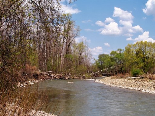 Canaseraga Creek, seen looking downstream from the bridge on Route 436 near Dansville. This is the downstream end of the formerly stocked section of the stream. Note the angler at the first bend.