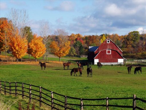 One of the pleasures of fishing western New York streams in the fall is the incredible beauty of the surrounding rural landscape. This farm is located near Prendergast Creek. 