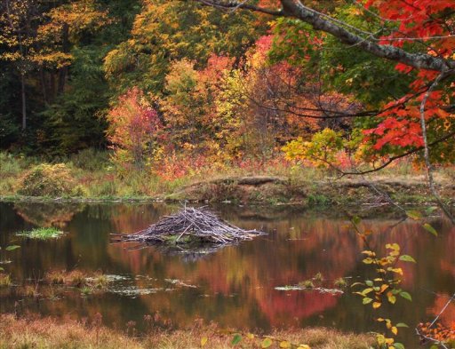 Bay State Brook