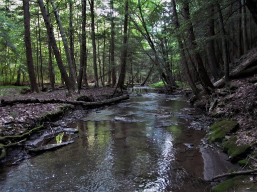 Canaseraga Creek (Upper Section)