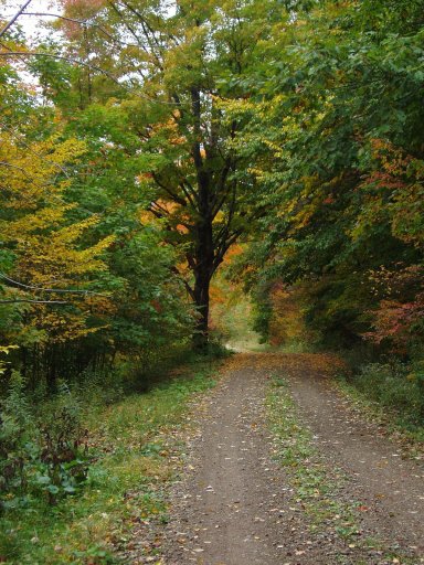 Bay State Road runs off Allegany State Park Road 1 (ASP 1) and parallels (at a distance) much of Bay State Brook. This lightly traveled dirt and gravel road is a beautiful hike in the fall and makes exploring Bay State Brook easy—just get off the road and walk downhill through the woods to find the many small plunge pools on the stream. If you are driving, be sure to pull off the road as much as possible to allow other vehicles to pass.