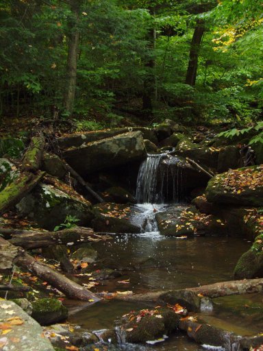Bay State Brook looks as though it might hold good numbers of trout, but beaver impoundments on the upper and lower reaches of the stream have reduced this to a marginal fishery at best. Your best bet to find fish may be to seek out shaded pools fed by well-oxygenated water.  
