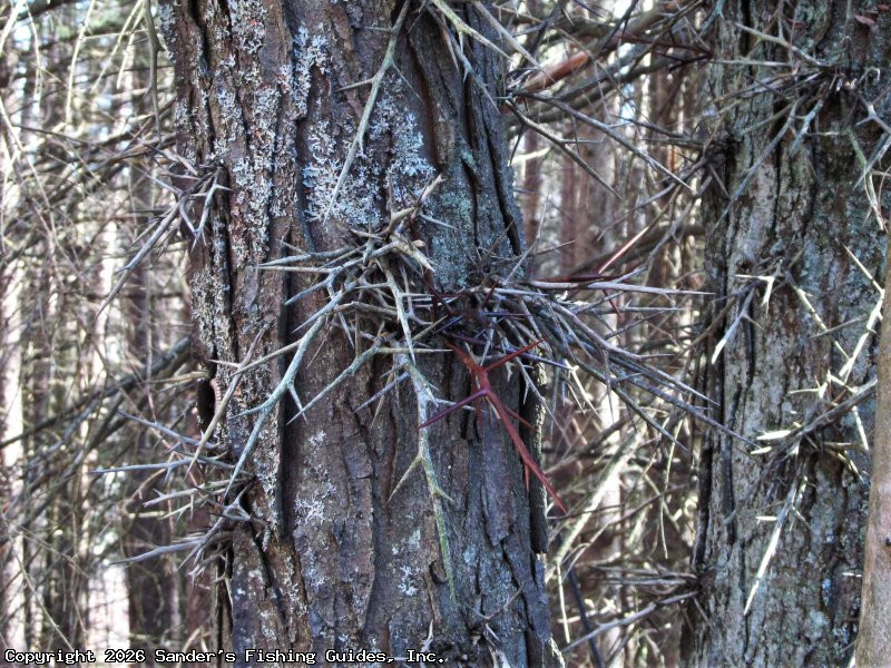 Honey Locusts Thorns – Relics of the Past
