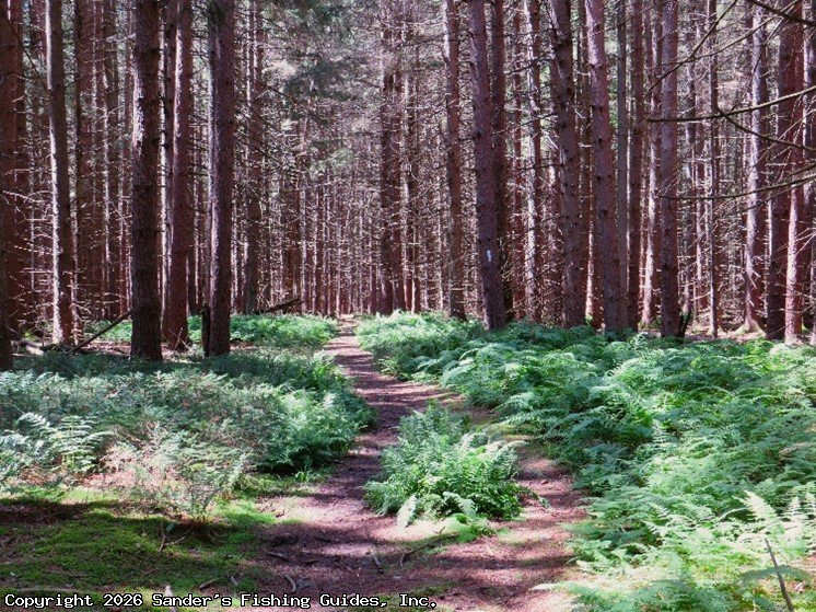 The Underappreciated State Forests of New York