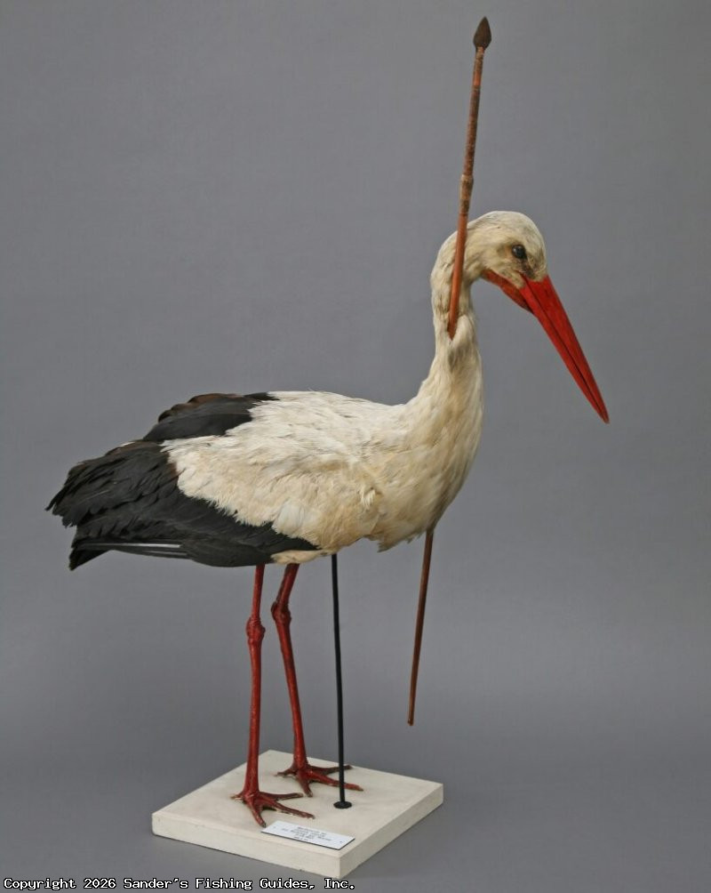 Rostocker Pfeilstorch