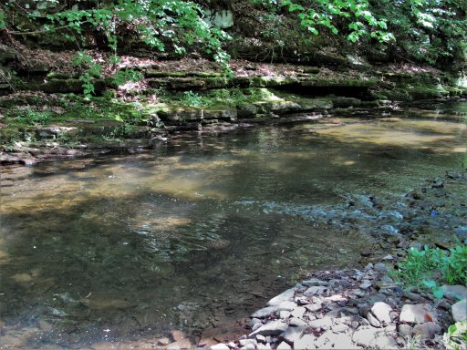 Much of the upper section of Sugar Creek runs along the base of a cliff, and these sections are often narrow and deep. The run shown here is about 18 inches deep. 
   