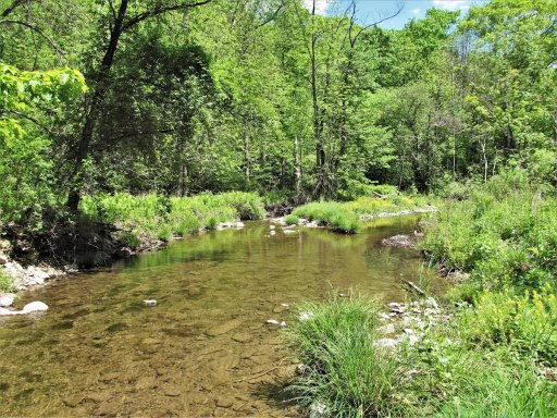 Though much of Sugar Creek flows through a heavily wooded area, a few sections are open enough to cast a fly.