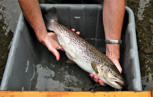 Some of the trout in Prendergast Creek will drop down into Chautauqua Lake to feed and then return to the stream when the lake's waters become too warm. This very silvery 20-inch brown was captured from Prendergast Creek during an electro-fishing survey of the stream. DEC biologists determined that the fish had lived part of its life in the lake based on the growth pattern of its scales. 