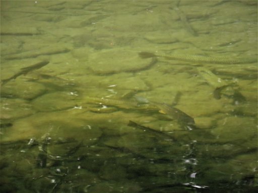 I took this admittedly poor photo of trout in a large pool I encountered while hiking up Canaseraga Creek. The photo was taken during the hot, dry summer of 2022. The fact that trout can survive here under such conditions is due to the presence of several waterfalls and springs along the stream. I count at least seven fish in the photo, five of which are trout.