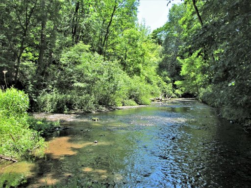 Elm Creek seen downstream of the East Randolph Volunteer Fire Department on Route 394. Though rather shallow, pockets of deeper water provide holding areas for trout. The Ram, seen flowing in from the left, supplies Elm Creek with an abundance of cold water. When water in Elm Creek above The Ram is in the mid-70s, water in The Ram can be in the low 60s. This injection of cold water keeps Elm Creek suitable for wild brown trout at least as far downstream as Weeden Road and probably further.