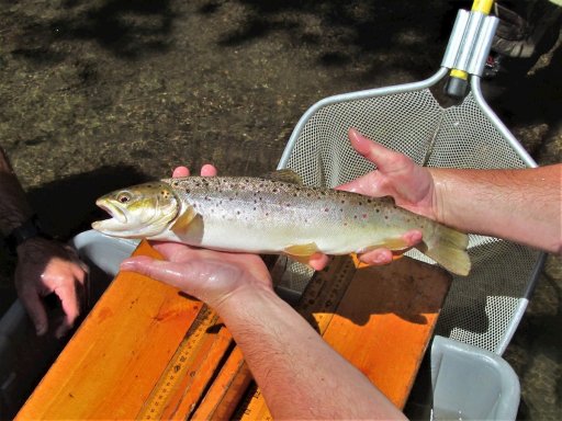 One of about a dozen 16- and 17-inch brown trout taken from Elm Creek during and electro-shocking survey conducted in June 2021. This fish was captured in the section of stream along Weeden Park.