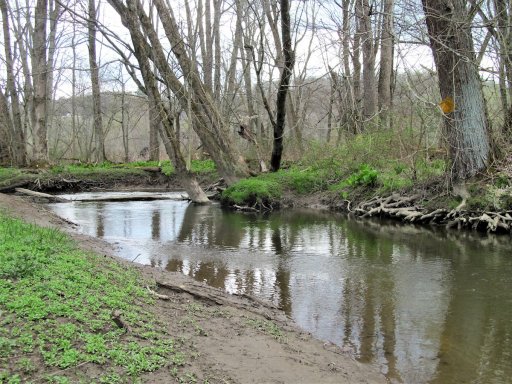 Elm Creek seen about 50 yards upstream of its junction with Little Conewango Creek. By the time the stream reaches this point, it has transformed into a typical bottomland stream in a wetland, with muddy banks, deeply undercut tree roots, and cloudy but not usually muddy water. Wear chest waders and bring a walking stick to make navigating this section easier, and bring lots of mosquito repellant. 
