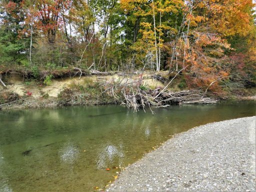 Prendergast Creek, seen here near Davis Road. Upstream of Route 394, stream bank erosion is extensive along Prendergast Creek, greatly reducing the amount of overhanging streamside vegetation, which trout use for cover. But the erosion also creates piles of large woody debris (LWD) such as that pictured here, providing much of the adult trout habitat in Prendergast Creek. Piles of LWD can create deep pool; the pool seen here was about 3 feet deep.