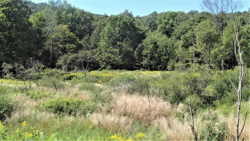 Though beaver dams and ponds can be long-lasting—I know of one large beaver dam that has endured for over 40 years—they are not permanent. By 2016, the ponded area with a beaver lodge that I photographed in 2005 was reverting to a meadow, indicating the beavers had left the area, voluntarily or otherwise, years ago. The two photos were taken from slightly different locations but of the same area.