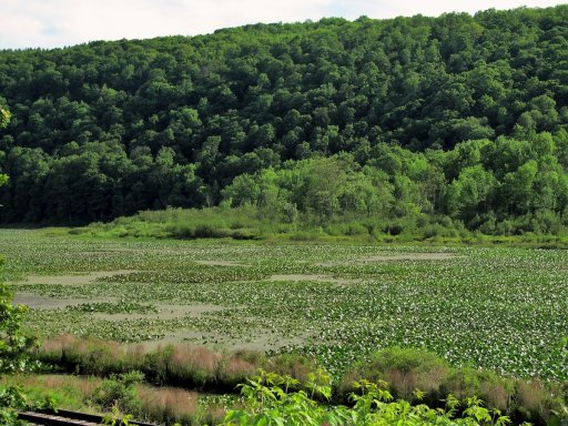 The Klossner's Pond portion of Canaseraga Creek isn't always open water. In late spring and through the summer (this photo was taken in mid-June), much of it is so choked with emergent aquatic vegetation such as pickerelweed and water lilies that fishing and paddling are impossible.  