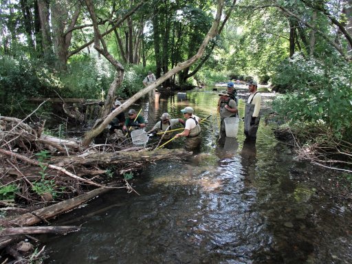 The DEC periodically surveys Cherry Creek to check on the condition of the stream's wild brown trout population. Seen here is a crew electro-shocking one of the stream's larger pools. 