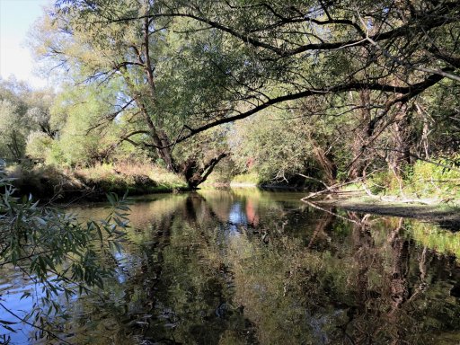Though heavily cloaked with trees and streamside vegetation, some sections of the stream behind the Elementary School are open enough to cast a fly or spinner.  