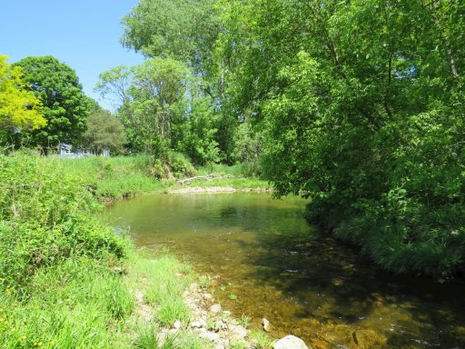 Most of Sugar Creek has fairly thin water, but there some big pools on this stream. This pool near the middle crossing of Linzy Road is about 3 feet deep.