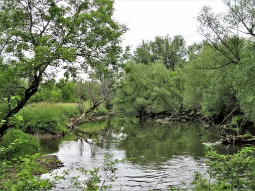 Some sections of Ischua Creek are loaded with fallen trees and branches. These can be challenging waters to fish, but this in-stream timber, referred to as large woody debris (LWD), provides shelter to trout and can be very productive if you're willing to risk losing some terminal tackle. Seen here is Ischua Creek upstream of the DEC parking area at the end of Cooney Road.
