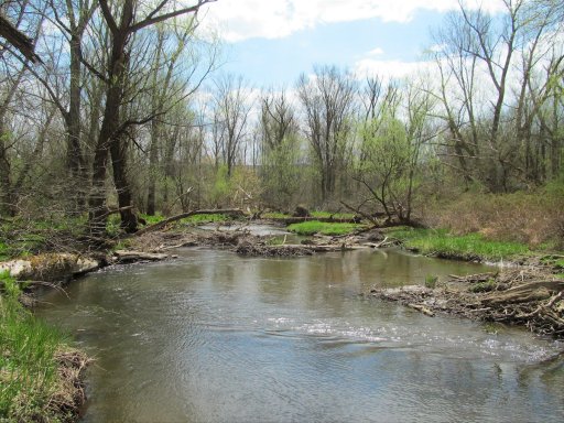 This scene is typical of much of Elm Creek south of Weeden Road. Piles of large woody debris create many pools, some well over 3 feet deep, which provide habitat for adult trout.   