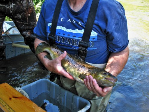The DEC captured this 22.6-inch brown trout during a trout population survey of Chenunda Creek. This is an exceptional fish; most of the wild brown trout taken here are much smaller. Nevertheless, this stream has a well-deserved reputation for producing wild trout. See Links for a summary of the survey.