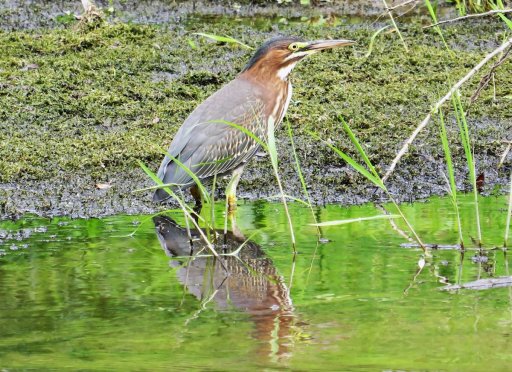 Waterways such as Ischua Creek offer much more than just a chance to catch trout. They often provide opportunities to view an amazing variety of birds, insects, and plants, many of which are seen only on or very near water. I spotted this Green heron feeding heavily on minnows a short distance upstream of Junction Road. 