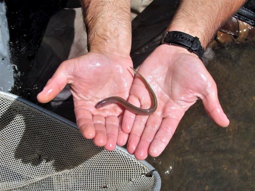 Trout aren't the only species of fish in Elm Creek. Also present are darters, suckers, a few pumpkinseeds, and northern brook lamprey. Unlike their bloodsucking relative the sea lamprey, brook lampreys are not a danger to other fish. Only the larvae of the northern brook lamprey are active feeders, filter-feeding on detritus, zooplankton, algae, and other microorganisms as they lie buried in the substrate. The free-swimming juveniles and adults do not have functional intestines and do not feed.