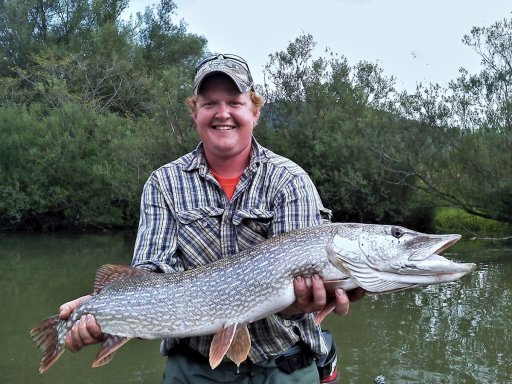 Ischua Creek has a lot more to offer anglers than just trout. This northern pike was caught in Ischua Creek a short distance upstream of the crossing of Five Mile Road. As you can see, pike grow well in this stream. These toothsome predators are found throughout the middle and lower sections of the stream. 