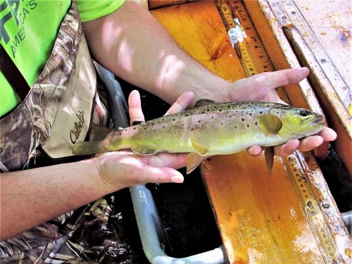 This 17-inch brown trout was captured from Elm Creek during the June 2021 electro-shocking survey. The survey section was a short distance downstream of Route 394.