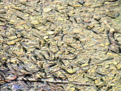 Trout aren't the only fish found in Sugar Creek. Great numbers of small fish, such as these blacknose dace, are found in many sections of the stream. These small fish can make bait fishing difficult, but they provide food for adult trout.   