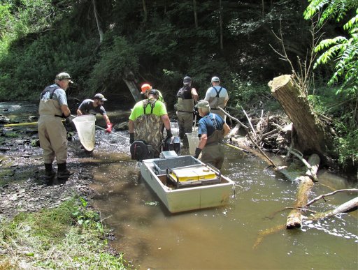 In late spring of 2021, the DEC performed a trout population survey along several sections of Elm Creek. Seen here is the shocking team working on the section near Route 394 in East Randolph.