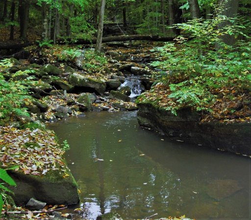 Years ago, you could count on pools such as this to hold wild brook trout. While this is no longer the case, wild brown trout and a smattering of wild brook trout are still present in the stream.