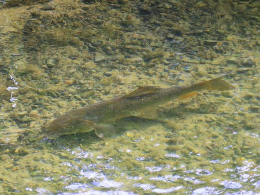 I spotted this sucker in Ischua Creek immediately downstream of the section shown in the next photo. Many other suckers were also present.